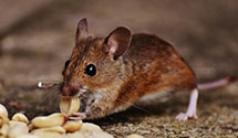 24 Hour & Emergency Exterminators in Palestine, IL